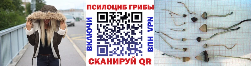 Галлюциногенные грибы GOLDEN TEACHER  купить наркотик  Шенкурск 